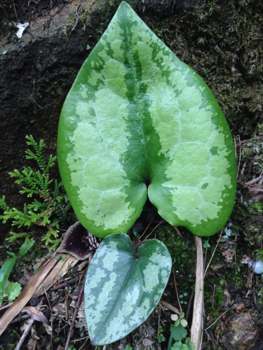 杜衡是什么植物