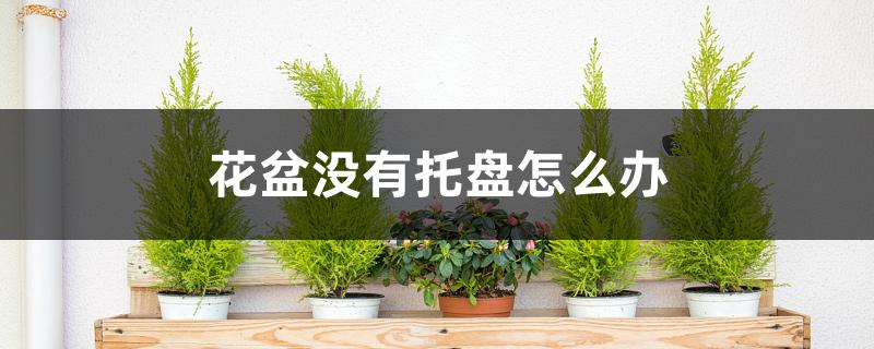 带托盘的花盆怎样去掉托盘(花盆需要托盘吗)