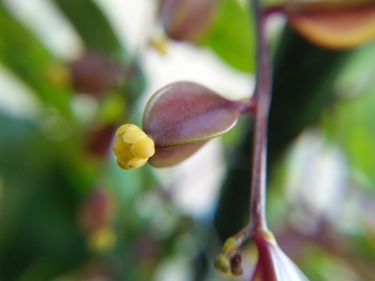 山药有花吗