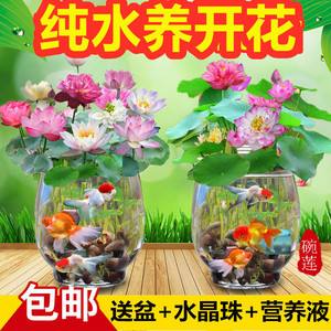 养荷花水放多少合适