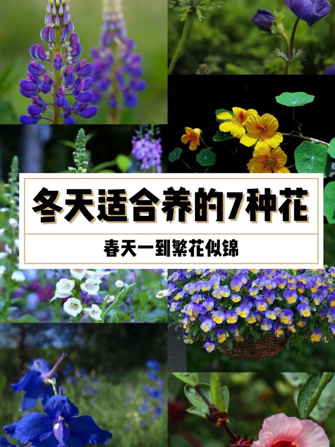 7种花只要你敢养