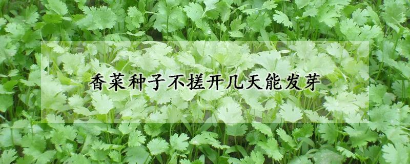 香菜怎么种植容易发芽