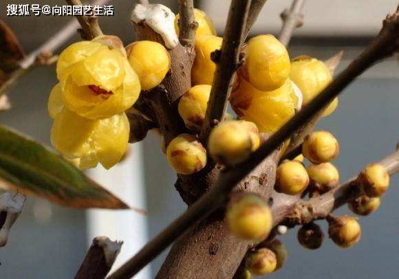 腊梅夏天怎样修剪