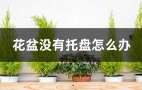 带托盘的花盆怎样去掉托盘(花盆需要托盘吗)