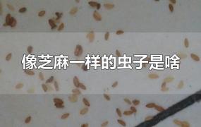 像芝麻一样的虫子是啥会飞(像芝麻一样的虫子是啥咬了很痒)