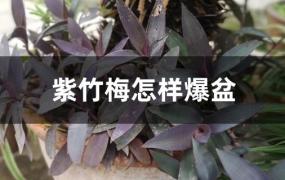 紫竹梅怎么摘心