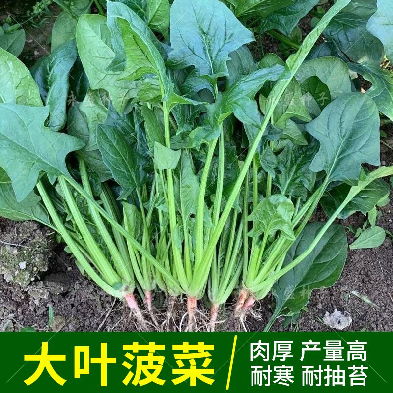 菠菜多少钱一斤