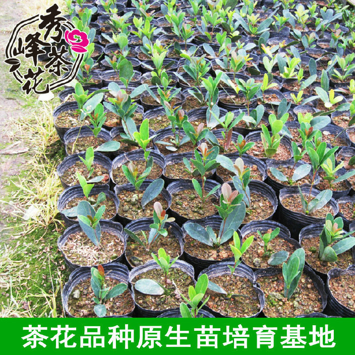 茶花小苗价格