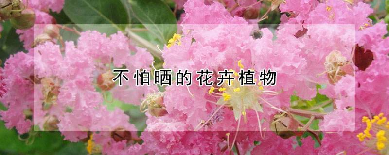 这10种花不怕晒