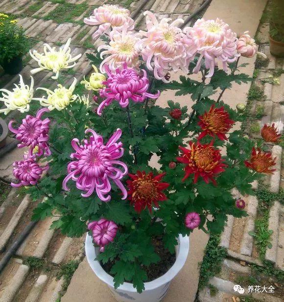 菊花怎么嫁接