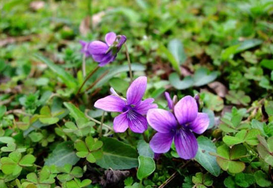 紫花地丁与黄花地丁的区别