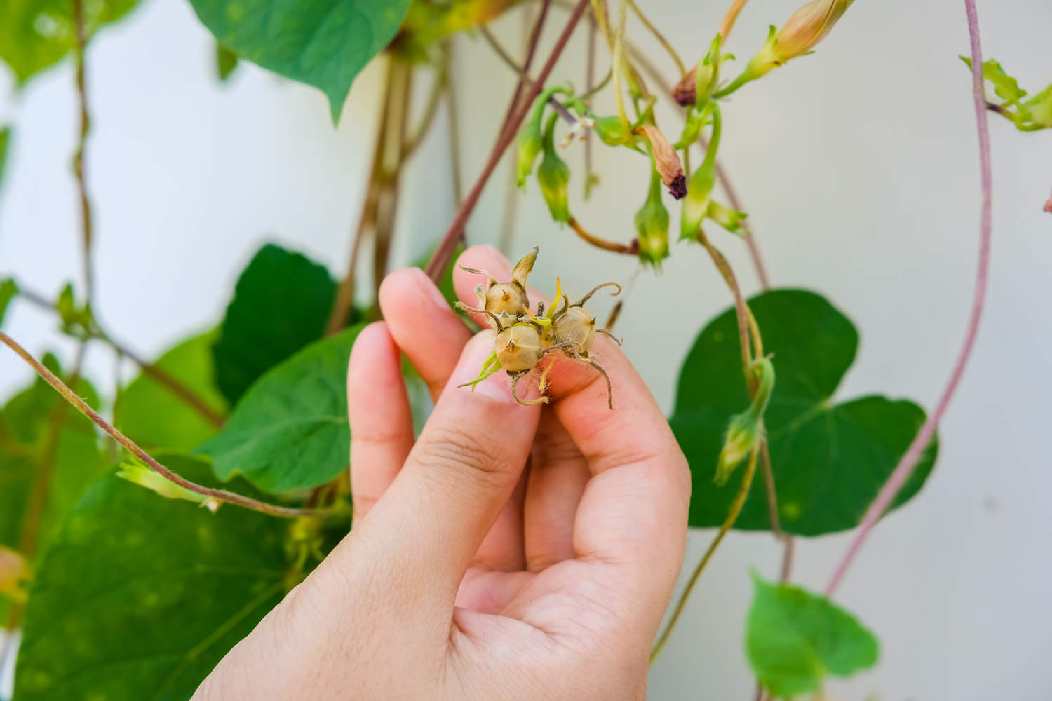 牵牛花靠什么传播种子