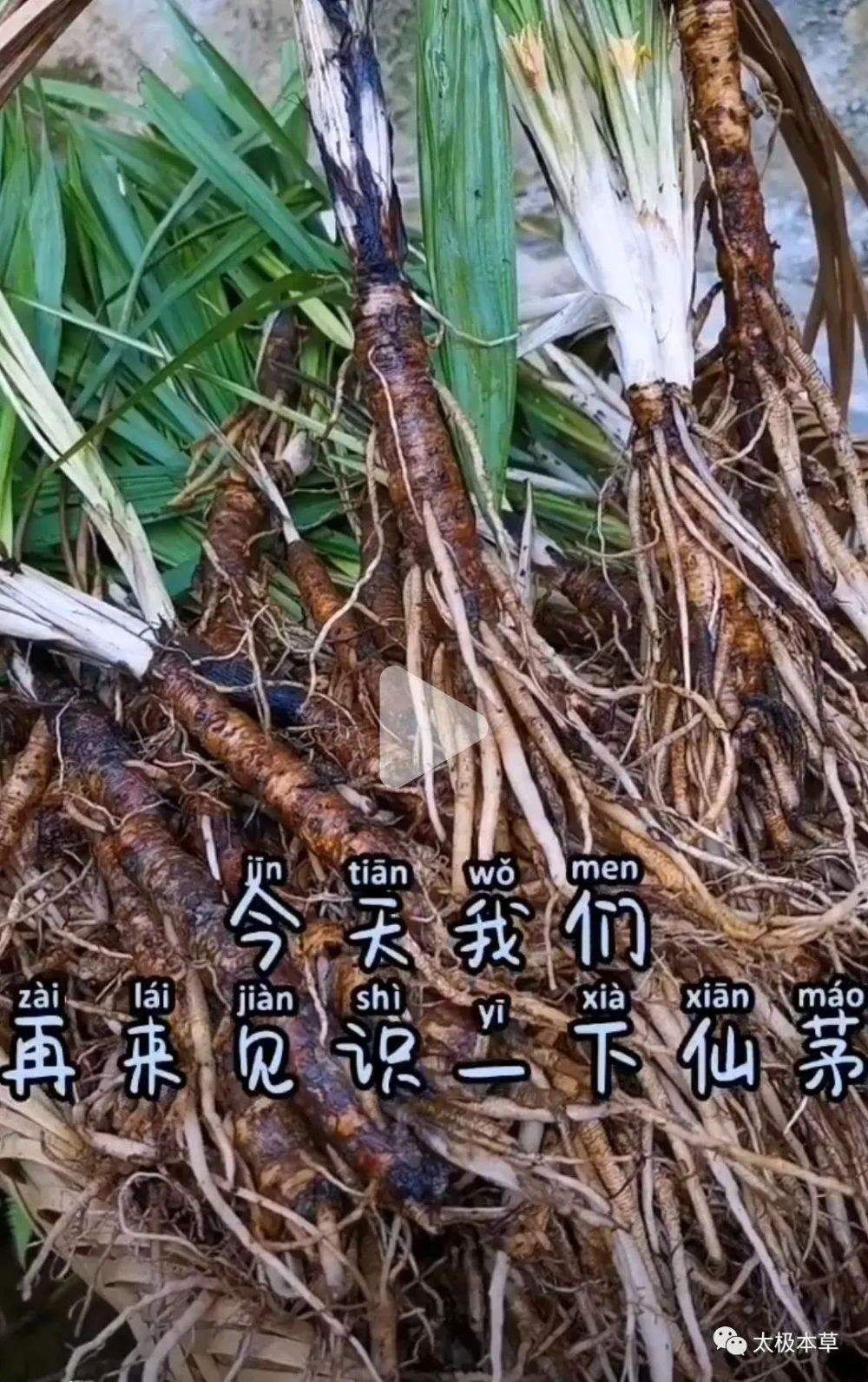 仙茅的养殖方法和注意事项