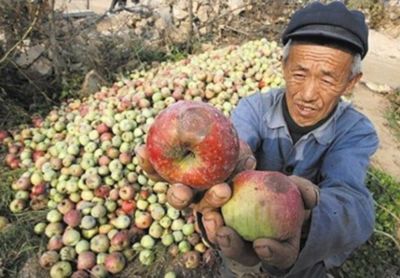 灵芝不必出去“高价”买