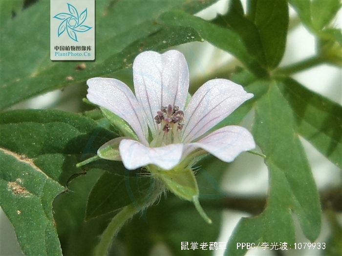 鼠掌老鹳草和老鹤草的区别