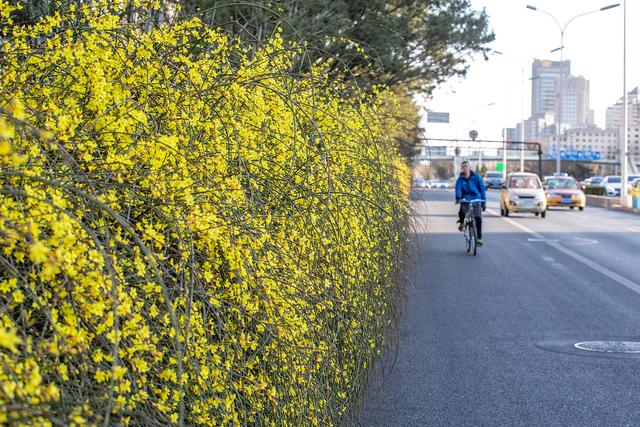 迎春花怎么种植