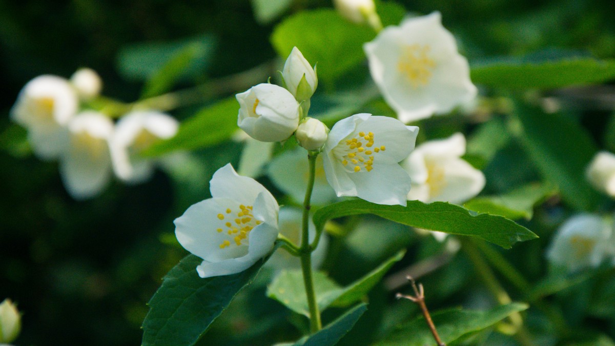 茉莉花的特点