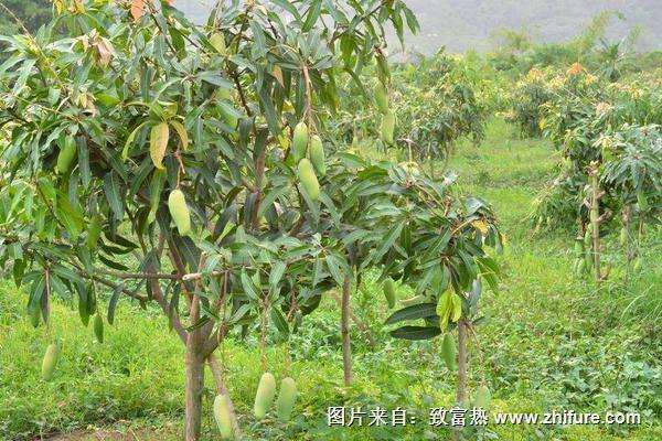 芒果怎么种