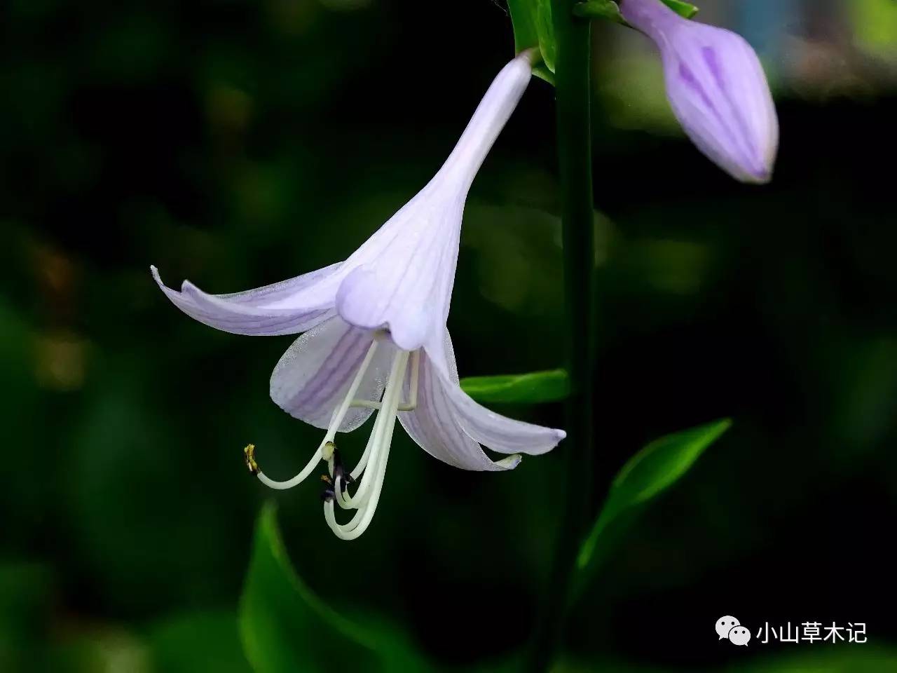 紫菀和紫萼的区别