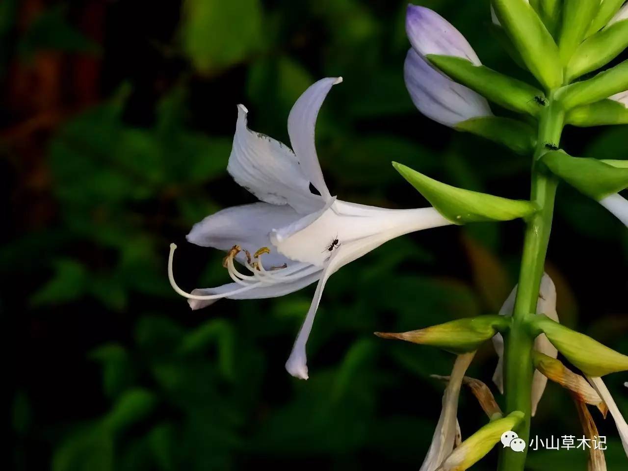 紫菀和紫萼的区别