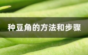 豆角的种植方法和管理技术(种豆角的方法和步骤在杯子里种)