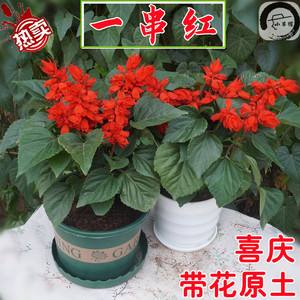 一串红什么季节开花