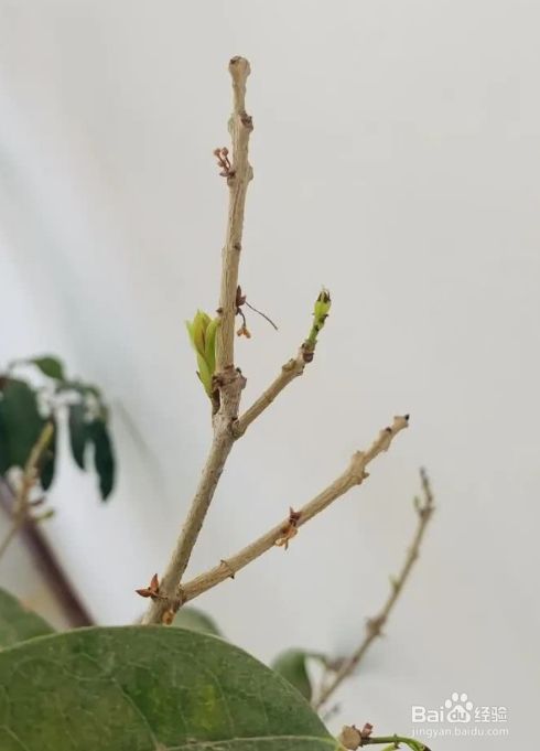 桂花怎么修剪开花多