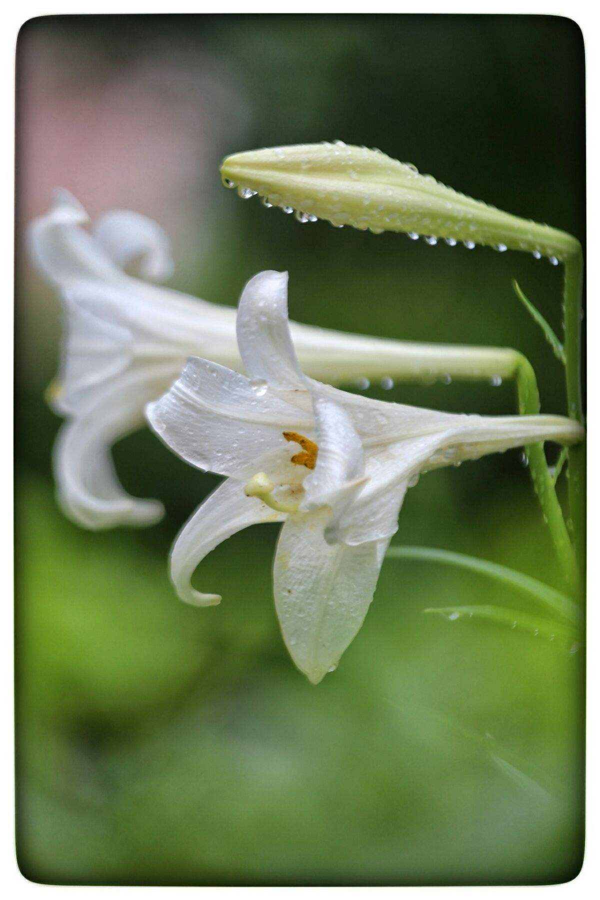 绽放的百合花