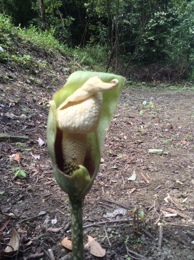 稀奇古怪的植物