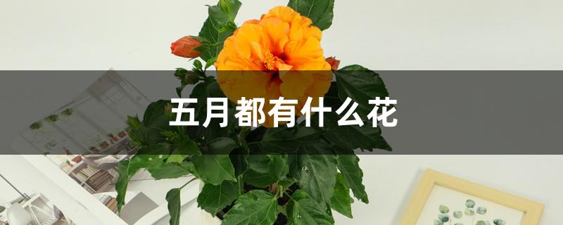 五月开什么花