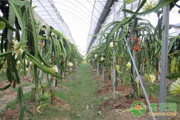 火龙果种植视频