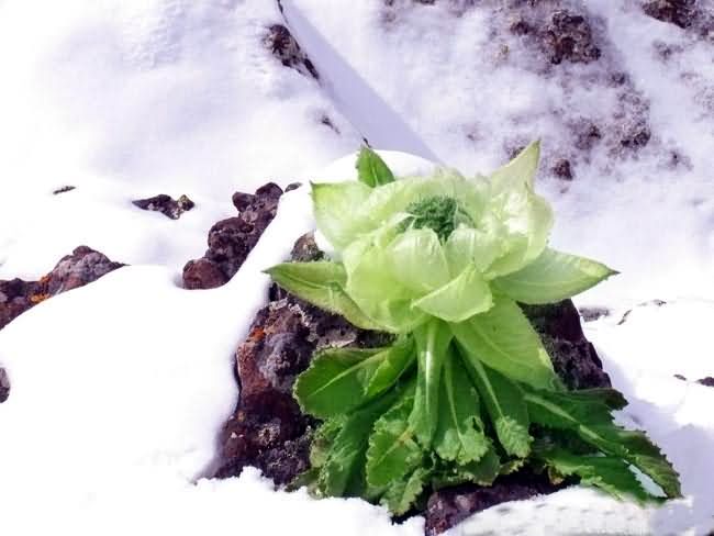 天山雪莲花