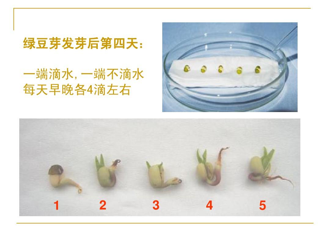 绿豆的生长过程