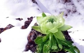 天山雪莲花