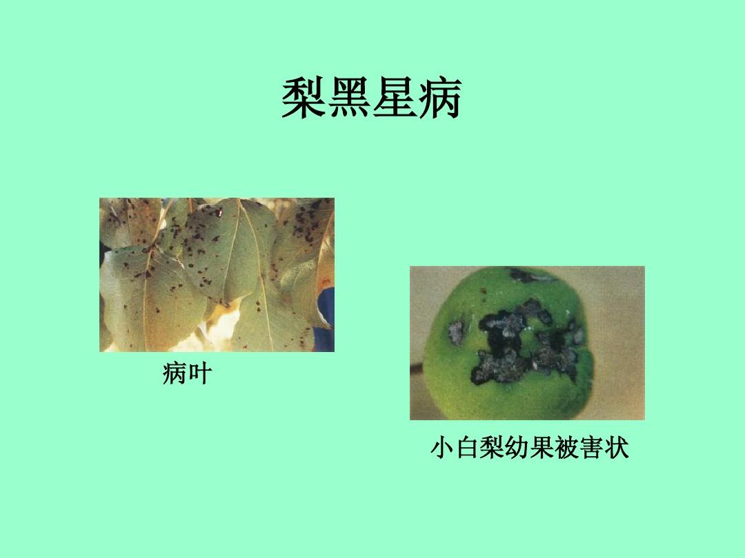 梨树病虫害防治