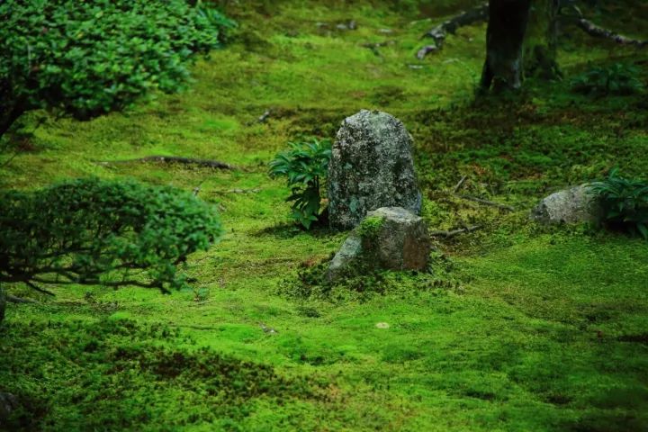 苔痕上阶绿草色入帘青