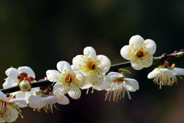 家里养梅花好吗