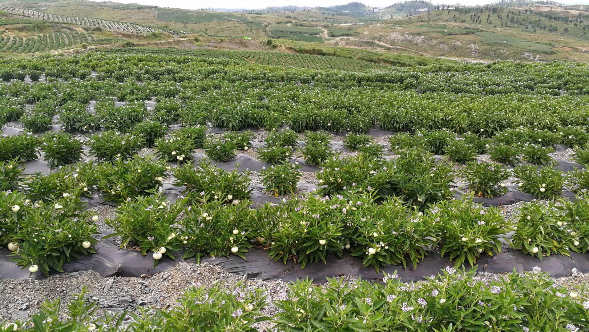 人参果的种植技术