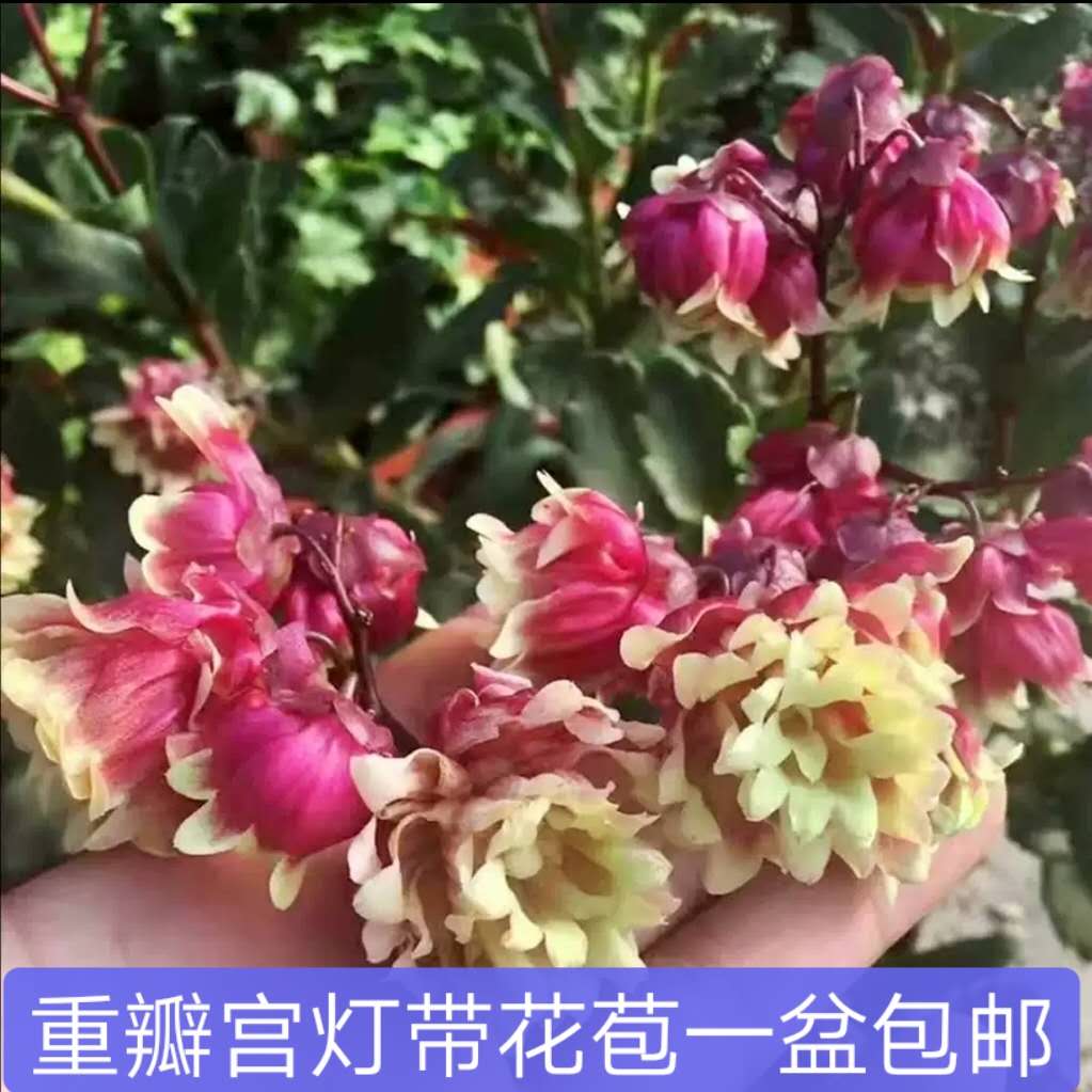 宫灯长寿花