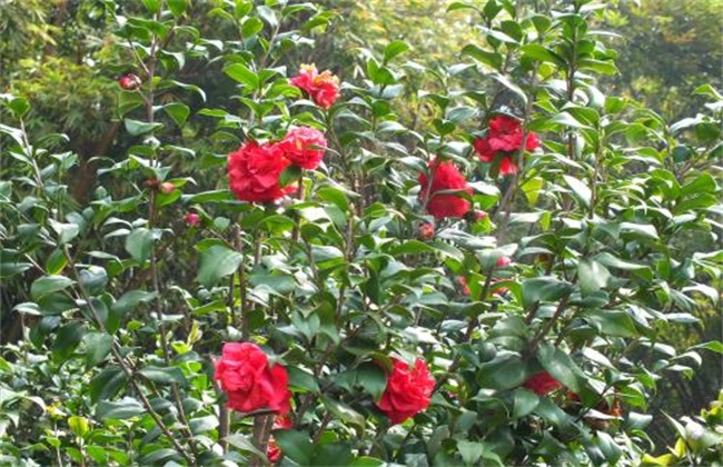 山茶花种植