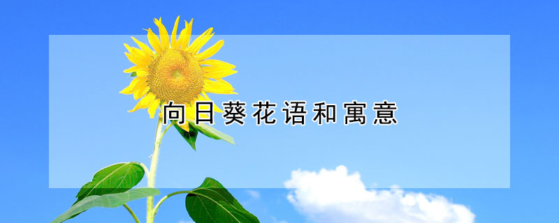 向日葵为什么不能送人