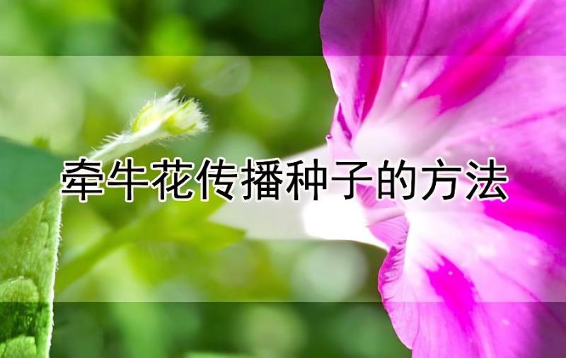 牵牛花传播种子的方法