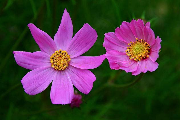 格桑花波斯菊