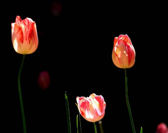 黑色郁金香花语