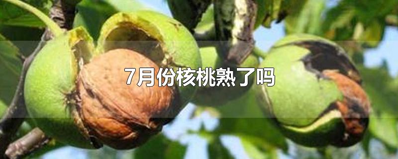 7月份核桃熟了吗(核桃几月份成熟采摘)