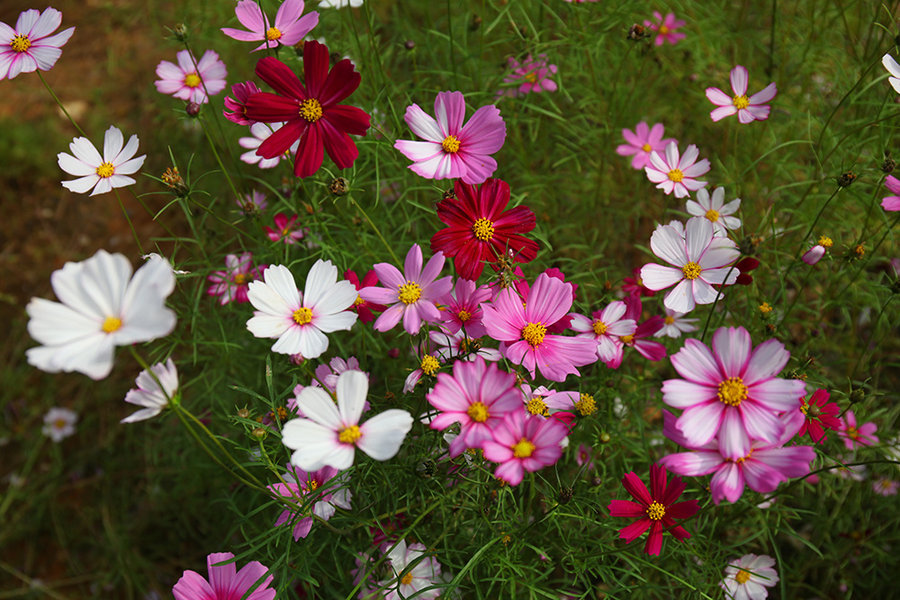 格桑花是什么