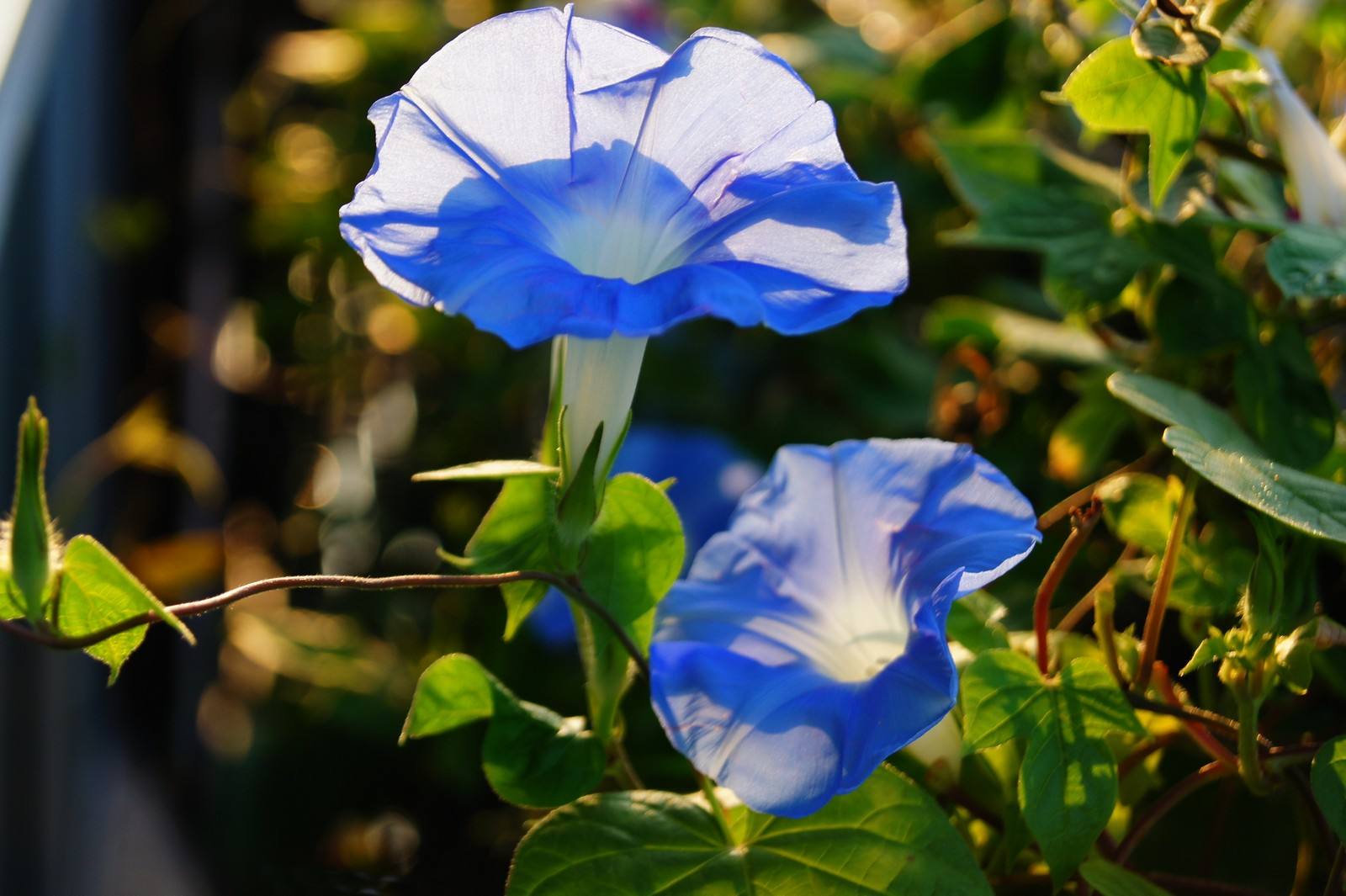 喇叭花花语