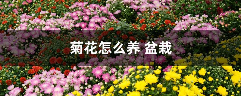 怎样栽培兰花(盆栽菊花怎么养)