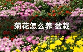 怎样栽培兰花(盆栽菊花怎么养)