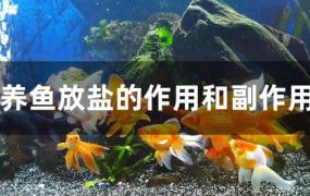 养鱼放盐起什么作用(养鱼盐放多对鱼有什么伤害)